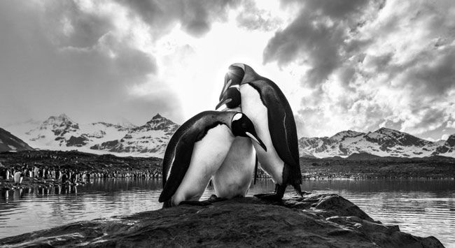 توقف پنگوئن‌ها در عکس روز نشنال جئوگرافیک