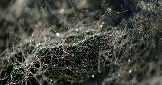 ساخت پانسمان آنتی بیوتیکی با تار عنکبوت