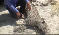مرگ پلنگ ایرانی در لارستان فارس +عکس