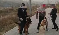 پدر صاحب سگ‌های لواسان: این حادثه اتفاقی بود