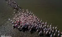 پایان مهاجرت پرندگان به میانکاله