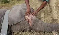 واکنش عجیب فیل‌ها به شکار بی رحمانه