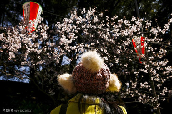 عکس: فصل شکوفه های گیلاس در ژاپن‎