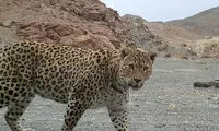 مشاهده یک جفت پلنگ ایرانی در خلخال