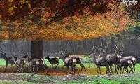 پیشنهاد نوروزی؛ سفر به گلستان، این استان هزار رنگ