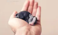 عکاسی از بچه خرگوش‌های کوچک و بامزه