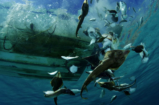 تصاویر خیره‌کننده از دنیای زیر آب