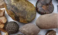 وجود یک پارک ژوراسیک واقعی در چین