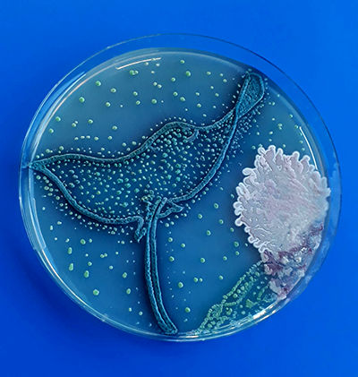 خلق آثار هنری با استفاده ازمیکروب و باکتری