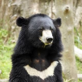 حمله خرس سیاه به میز غذای یک خانواده در پیکنیک!