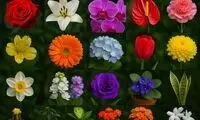 ۲۰ گل پرفروش و پرطرفدار در گل فروشی ها