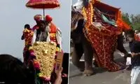 برق گرفتگی تصادفی فیل را فراری داد!