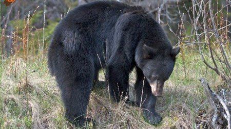 حمله وحشتناک خرس به ۳ نفر آذربایجان شرقی
