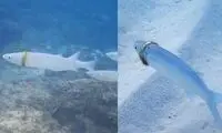 حلقه ازدواجی که دور گردن یک ماهی گیر کرده بود