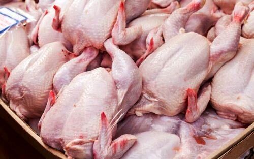چرا مرغ‌های ایرانی را نمی‌توان صادر کرد