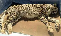 یوزپلنگ ایرانی بر اثر تصادف جان باخت