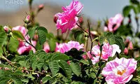 عکس: آئین گلاب‌گیری در فارس