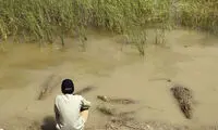 تمساح هایی که برکت می آورند! +عکس