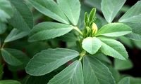 گیاهی موثر در درمان دیابت