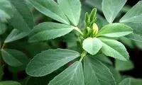 گیاهی موثر در درمان دیابت