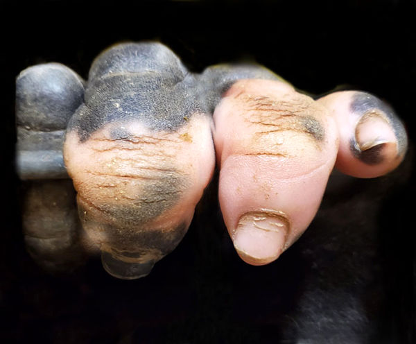 ببینید دست این گوریل چقدر شبیه انسان است!