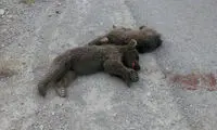 کشته شدن دو توله خرس در سمنان