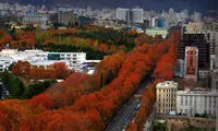 چرا برگ درختان در پاییز زرد می‌شود؟
