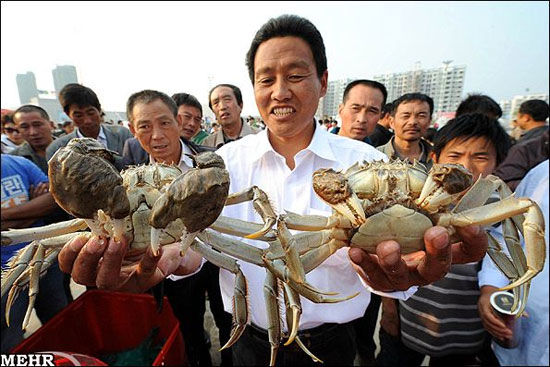 مسابقه خرچنگ ها در چین +عکس