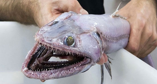 مارمولک ماهی؛ عمیق‌ترین شکارچی دنیا