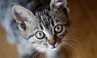 تفاوت چیزی که انسان‌ها و گربه‌ها می‌بینند 