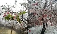 سرمازدگی بی‌سابقه شکوفه‌های درختان در کرمان