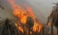 هزار نخل خرمای اروندکنار در آتش سوخت