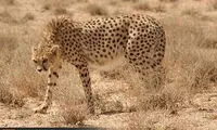 یوزپلنگ ایرانی در آستانه انقراض قرار دارد
