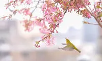 عکس روز نشنال جئوگرافیک؛ سلام بهار