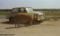 این خوک آهن می‌خورد! / عکس