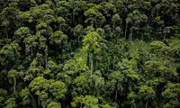 کشف مرتفع‌ترین درخت گرمسیری جهان
