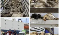 واردات گوسفند از رومانی به ایران