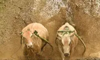 مراسم عجیب گاوبازی در اندونزی
