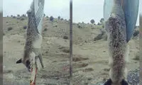 حیوان آزاری دردناک در ایلام