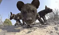 ترفندی جالب برای تصویربرداری در حیات وحش