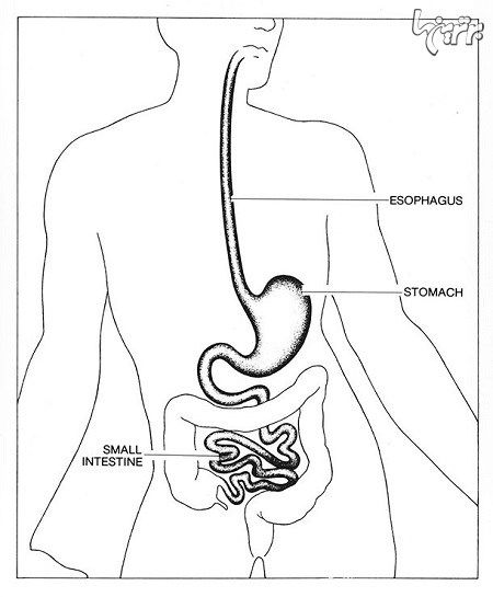 25 حقیقت جالب درباره سیستم گوارش بدن انسان