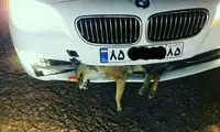 تصادف وحشتناک «BMW» با روباه!