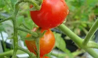 قدم دیگر به سوی سیاره سرخ
