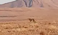 یک خبر خوب بعد از مرگ پیروز