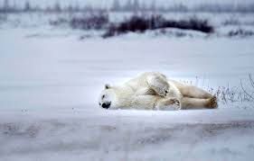 تصاویری از عبور ماهرانه خرس قطبی از یخ نازک 
