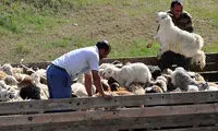 عکس: کوچ عشایر قره داغ