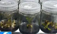 پرورش نخستین انبه فضایی