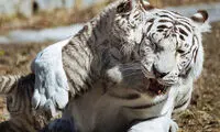 تصاویری بکر و زیبا از ببر سفید بنگال