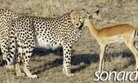 عجیب ترین صحنه حیات وحش را ببینید