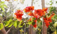بهار کوتاه و زودگذرِ سیستان